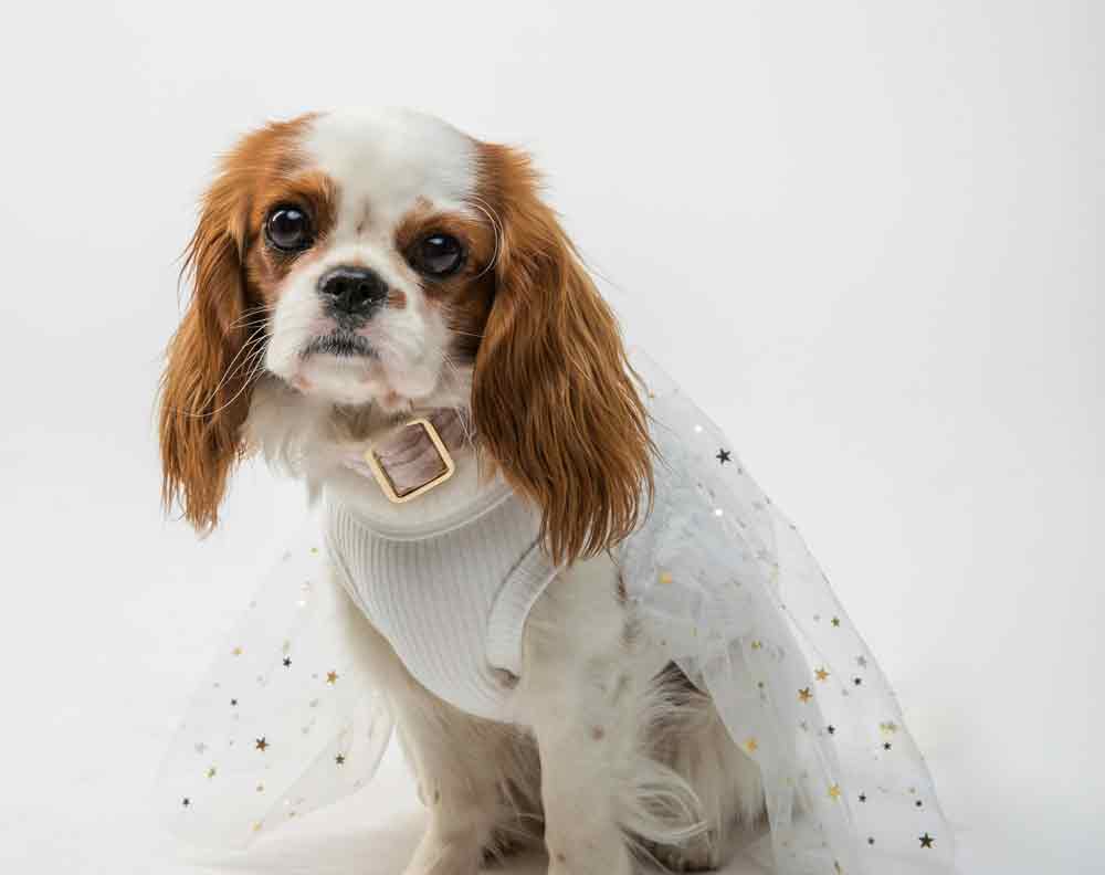10 dog wedding party roles your pup can play