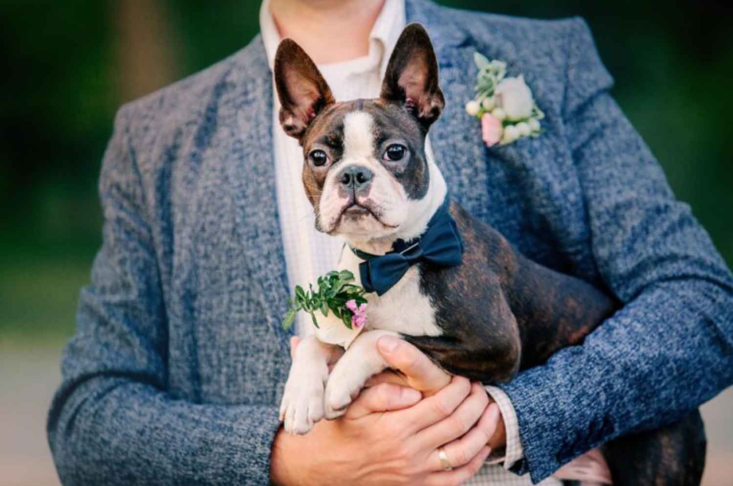 7 creative roles for a dog in your wedding party