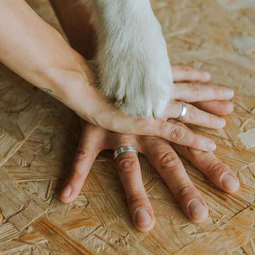 bride and groom rings on hands with dog paw