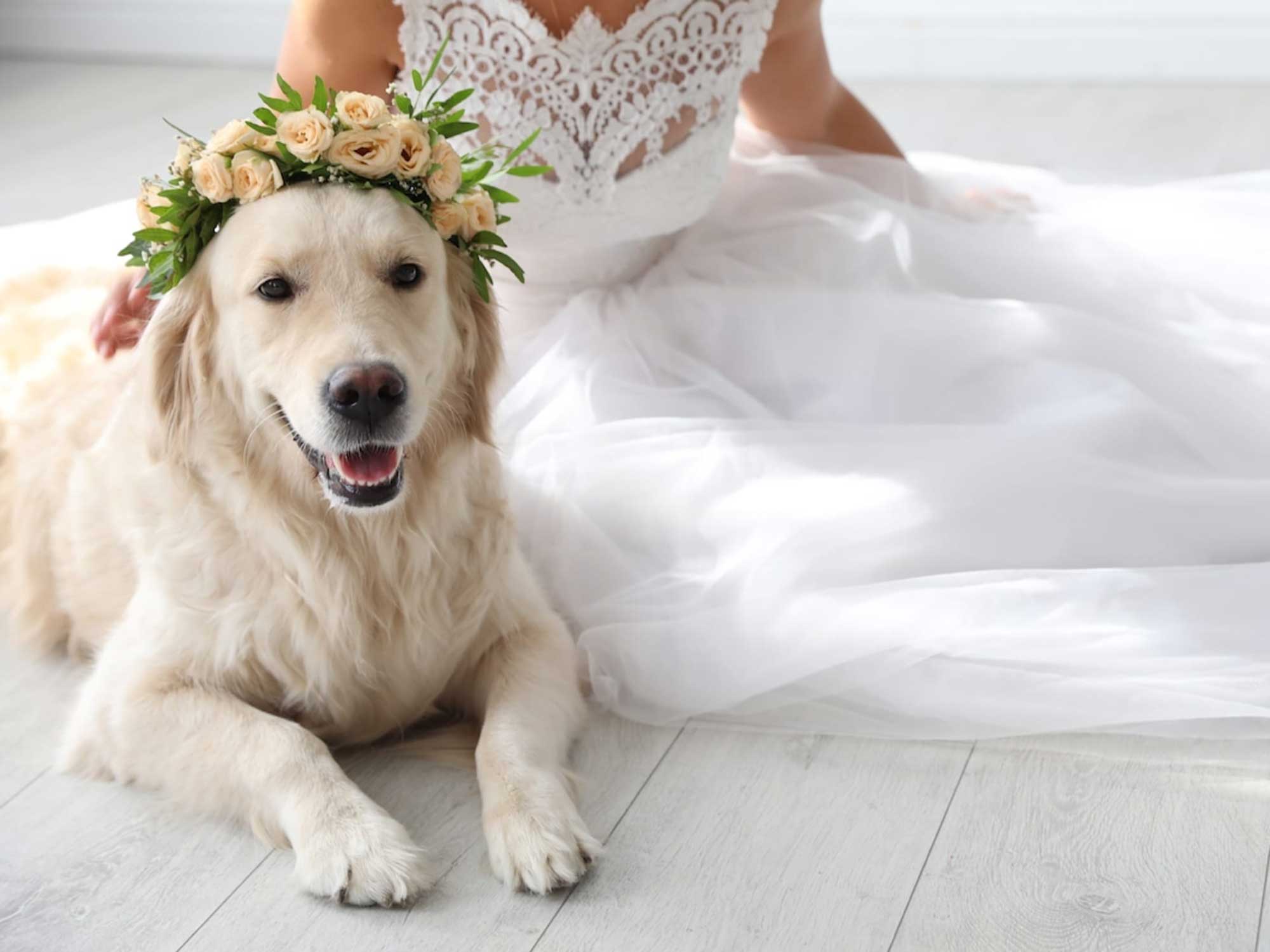 dog with wedding crown sitting in front of bride