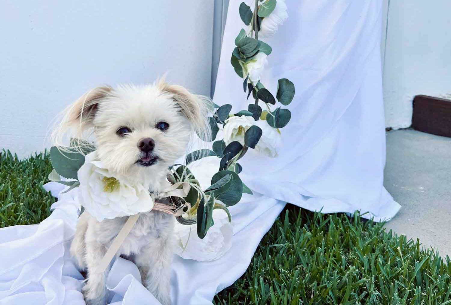small white dog on floral lead at wedding