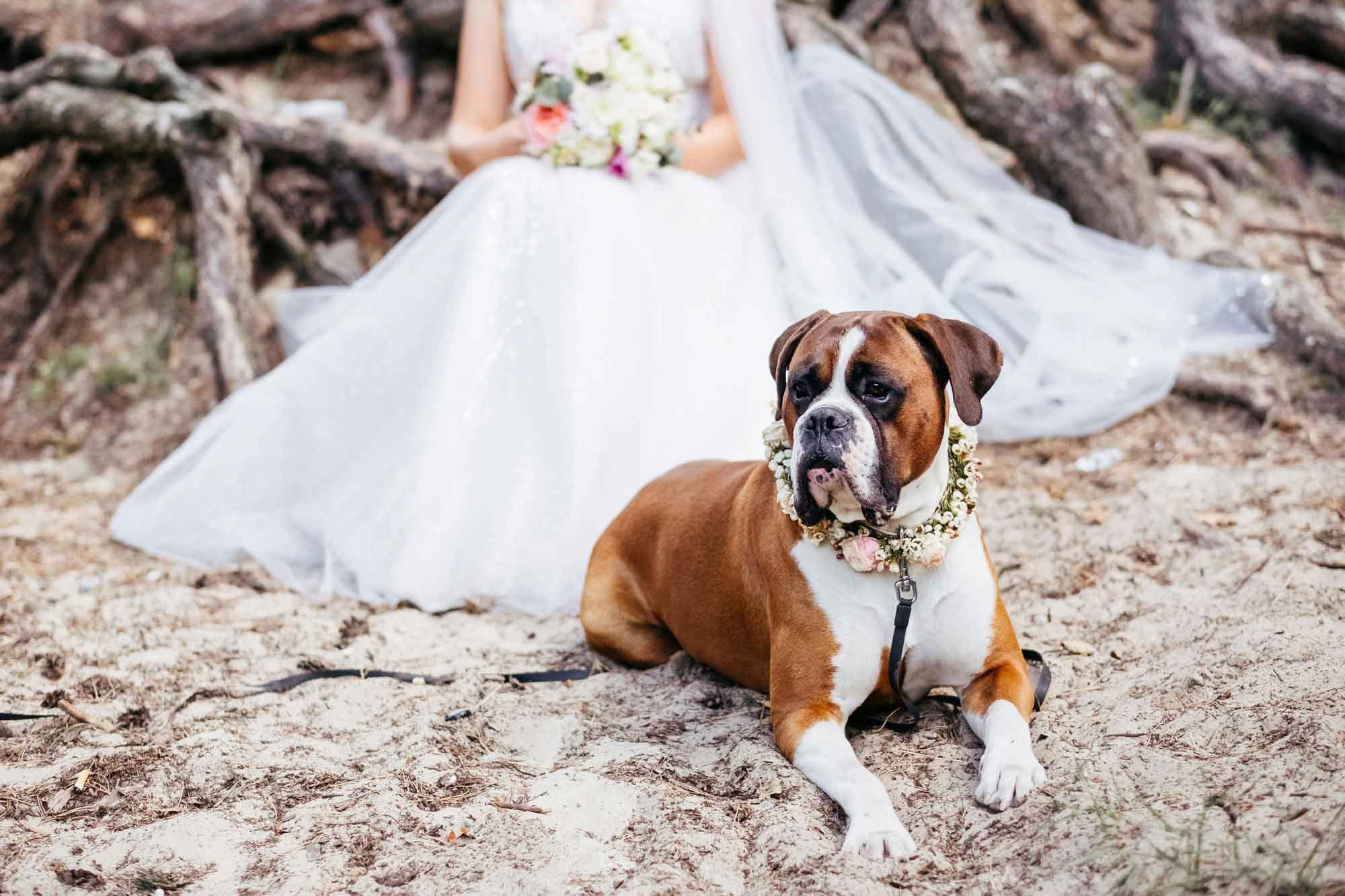 big dog with floral garland sitting in front of bride