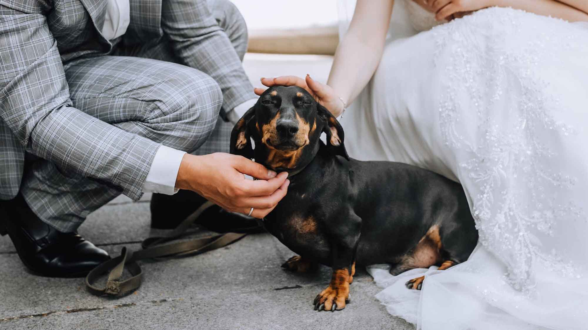 groom and bride kneeling with their dog on wedding day