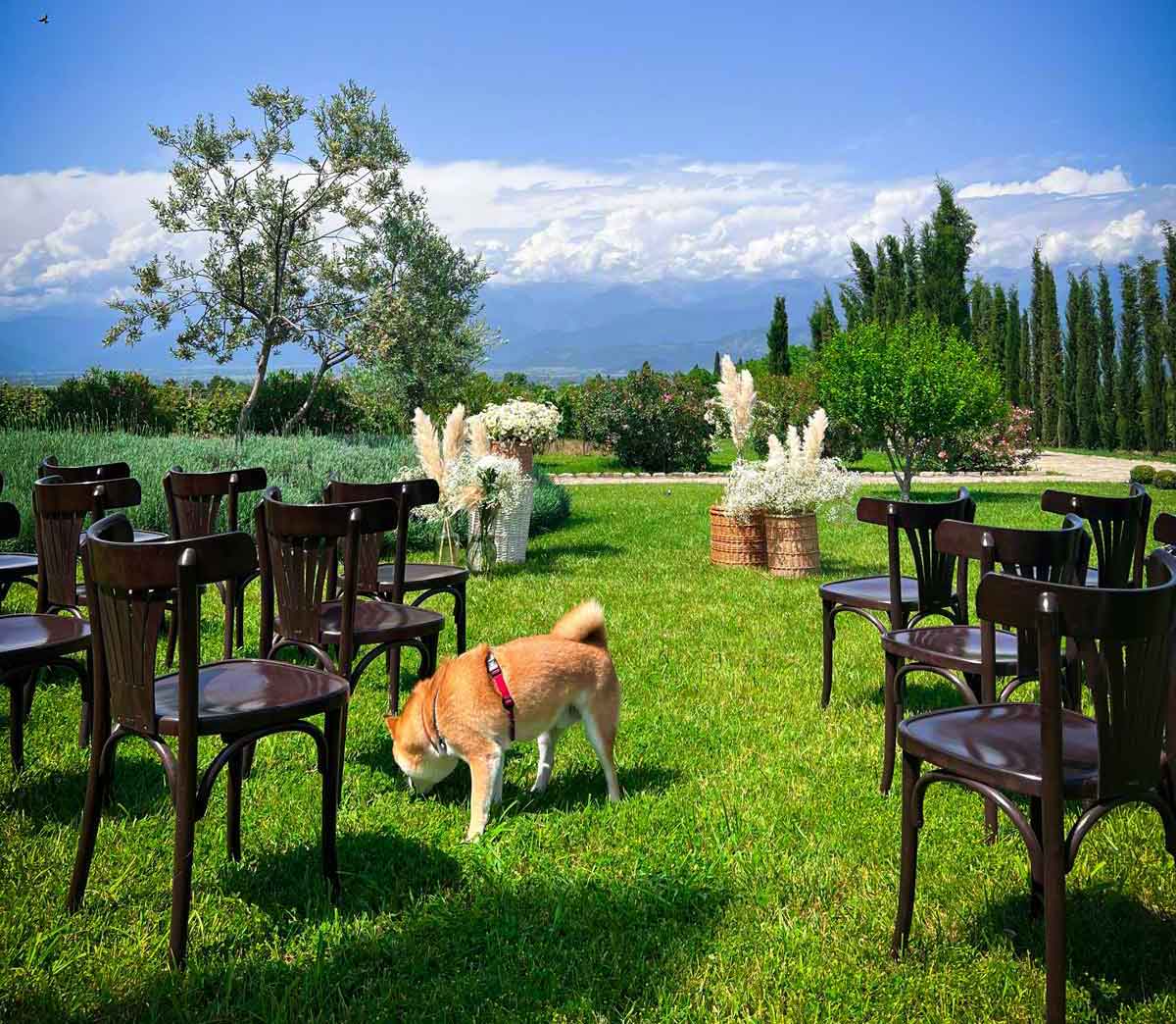 dog at outdoor wedding ceremony venue