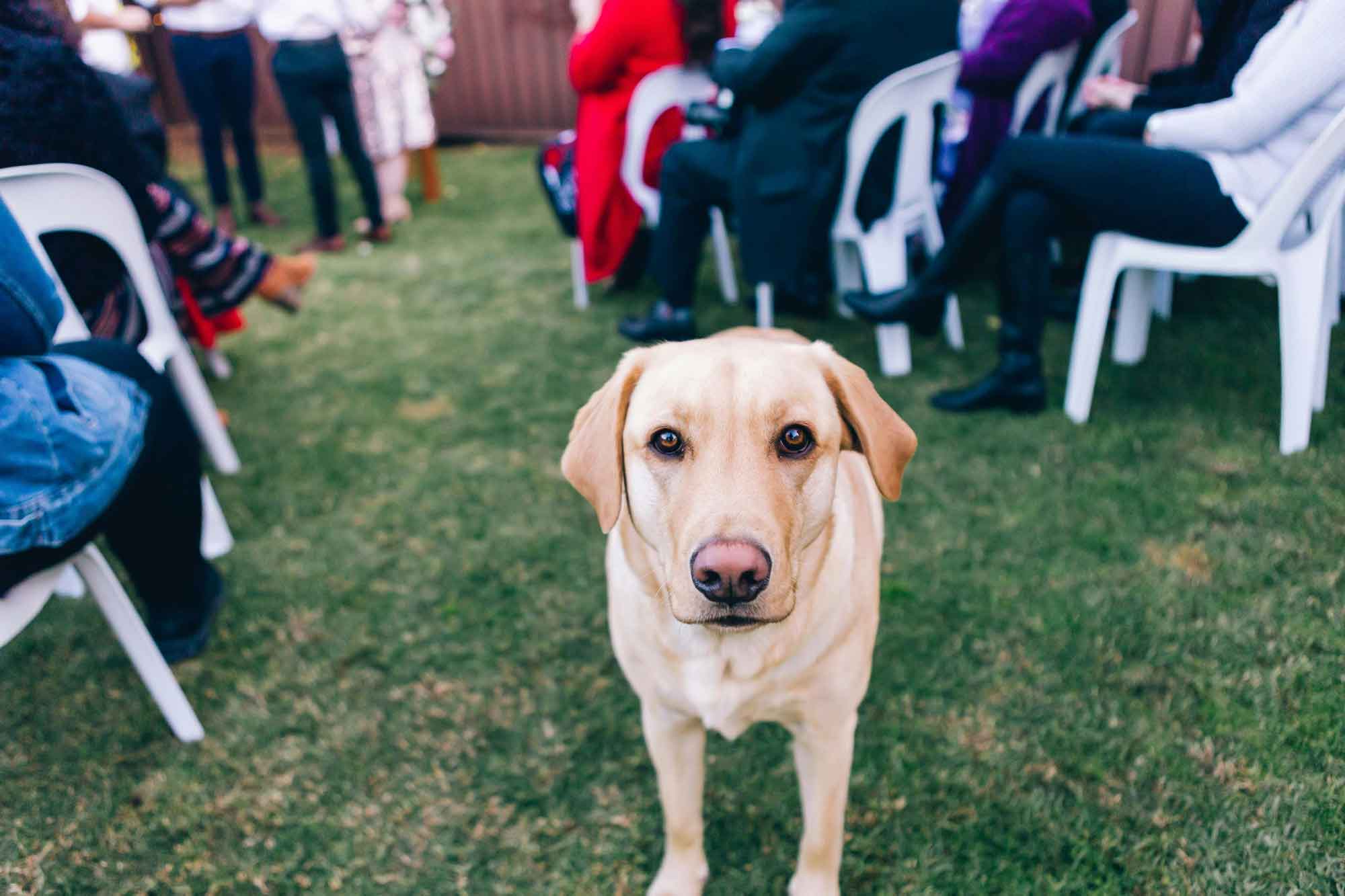 large dog at outdoor wedding venue with guests