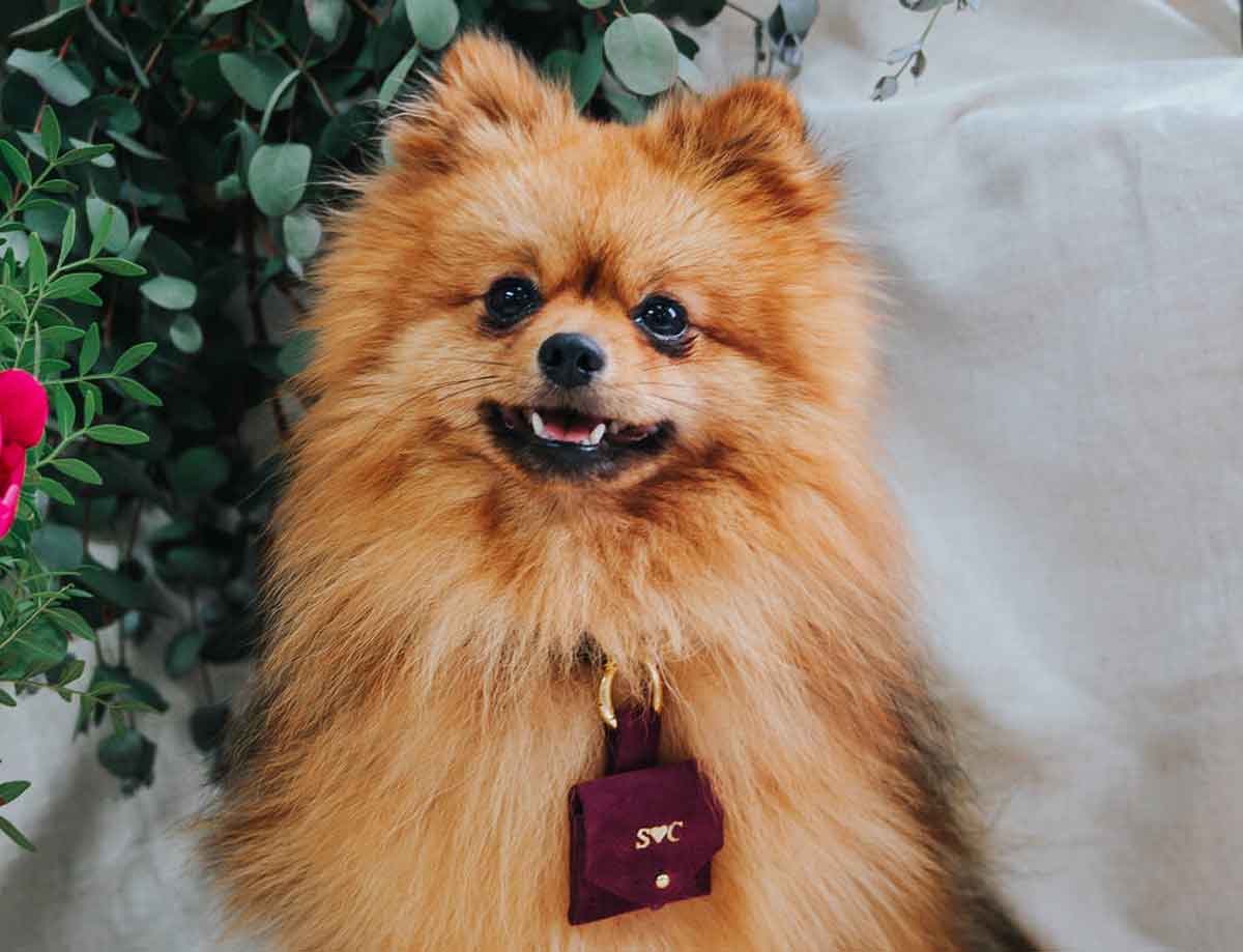 Pomeranian dog ring bearer for wedding