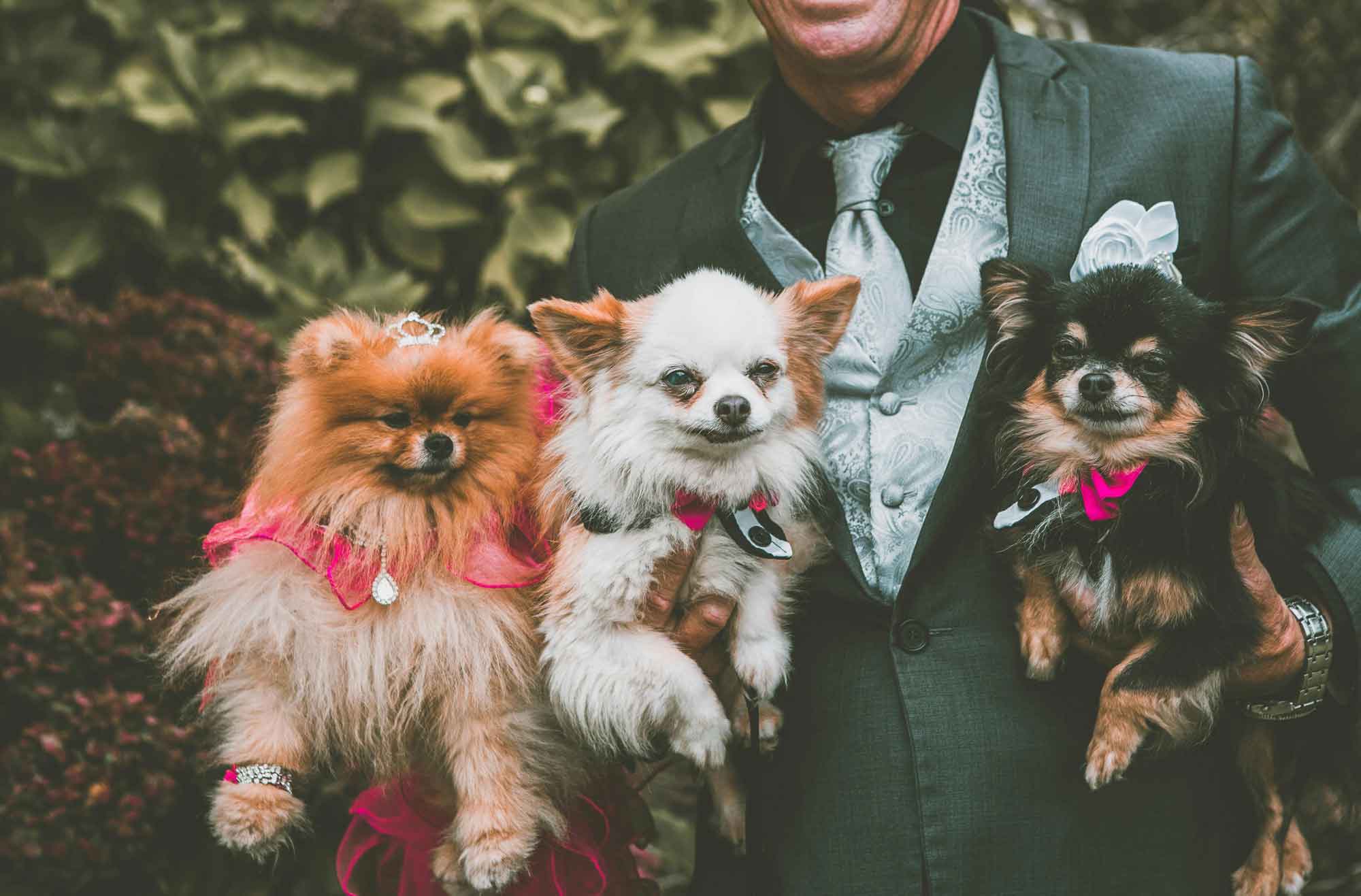 groom holding three small dogs on wedding day