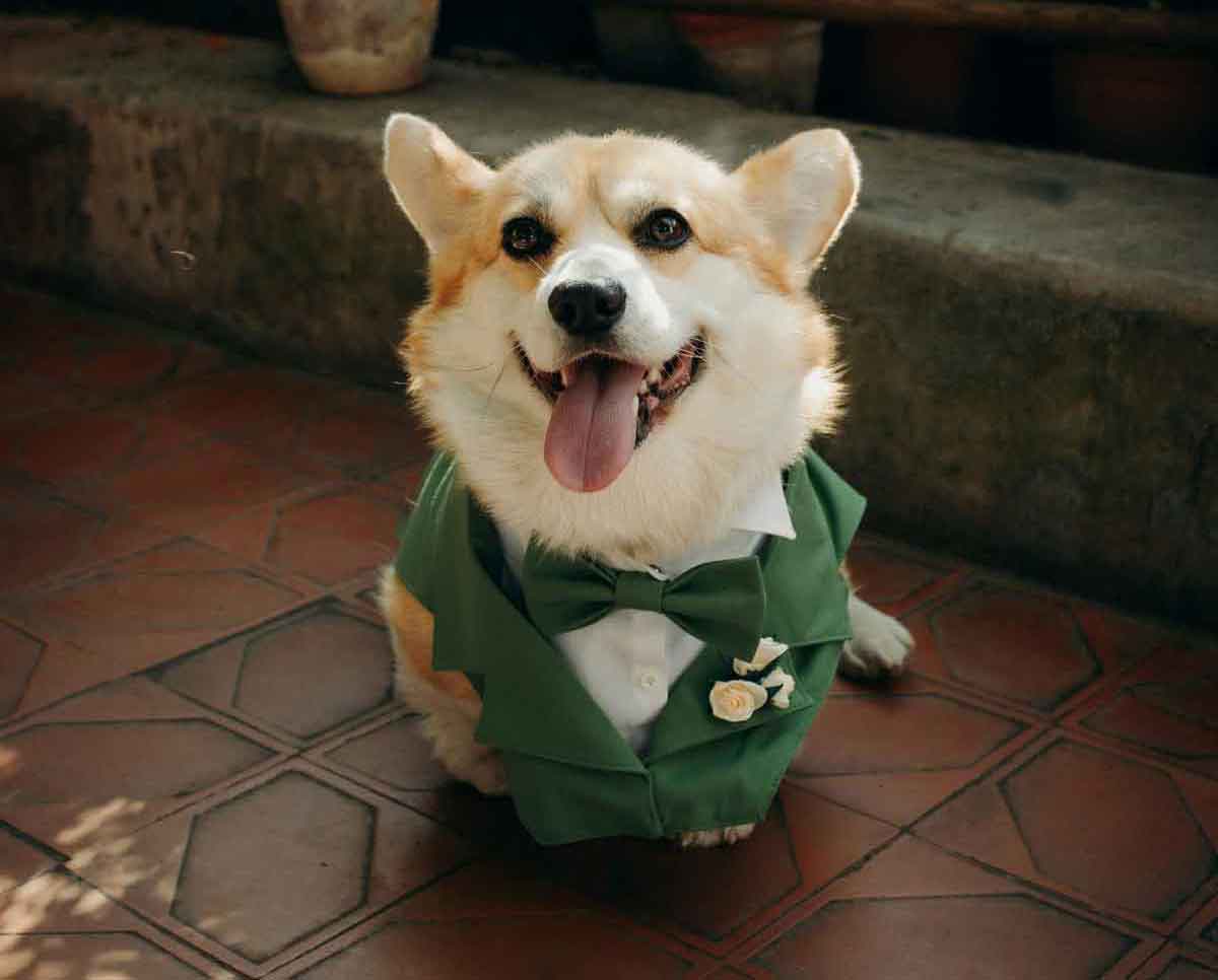 corgi dog wearing green wedding outfit