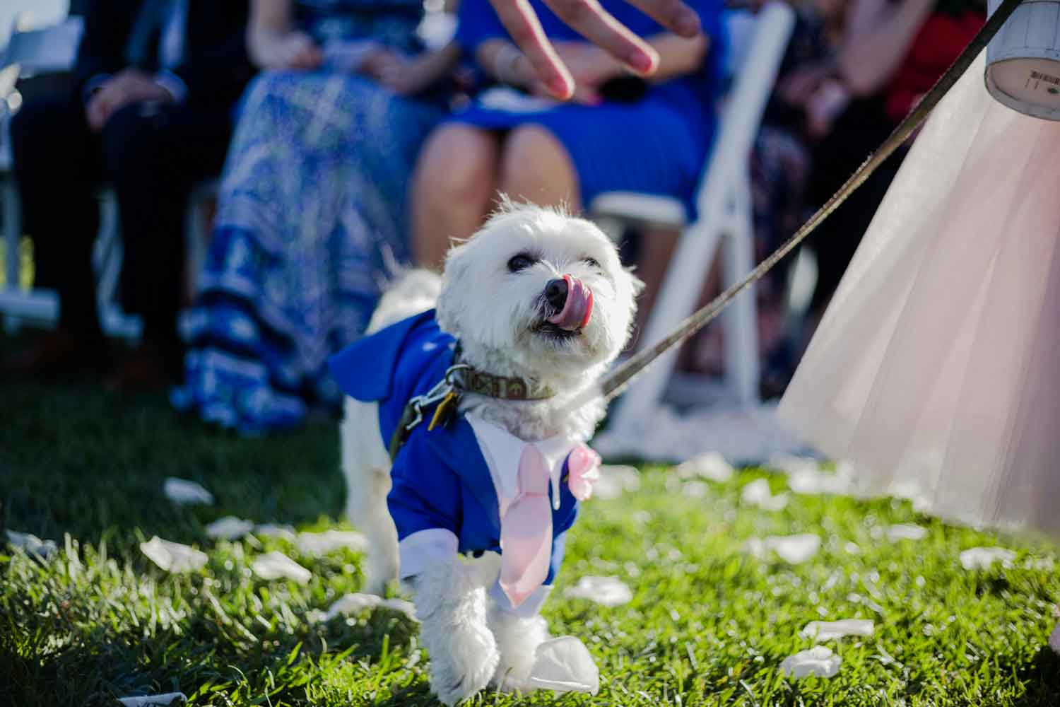 professional dog wedding handler with white fluffy dog