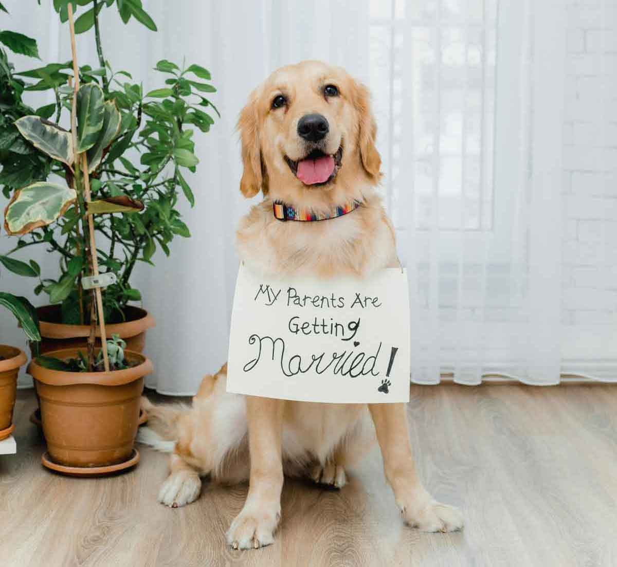 dog wearing a sign that says My Parents Are Getting Marrie