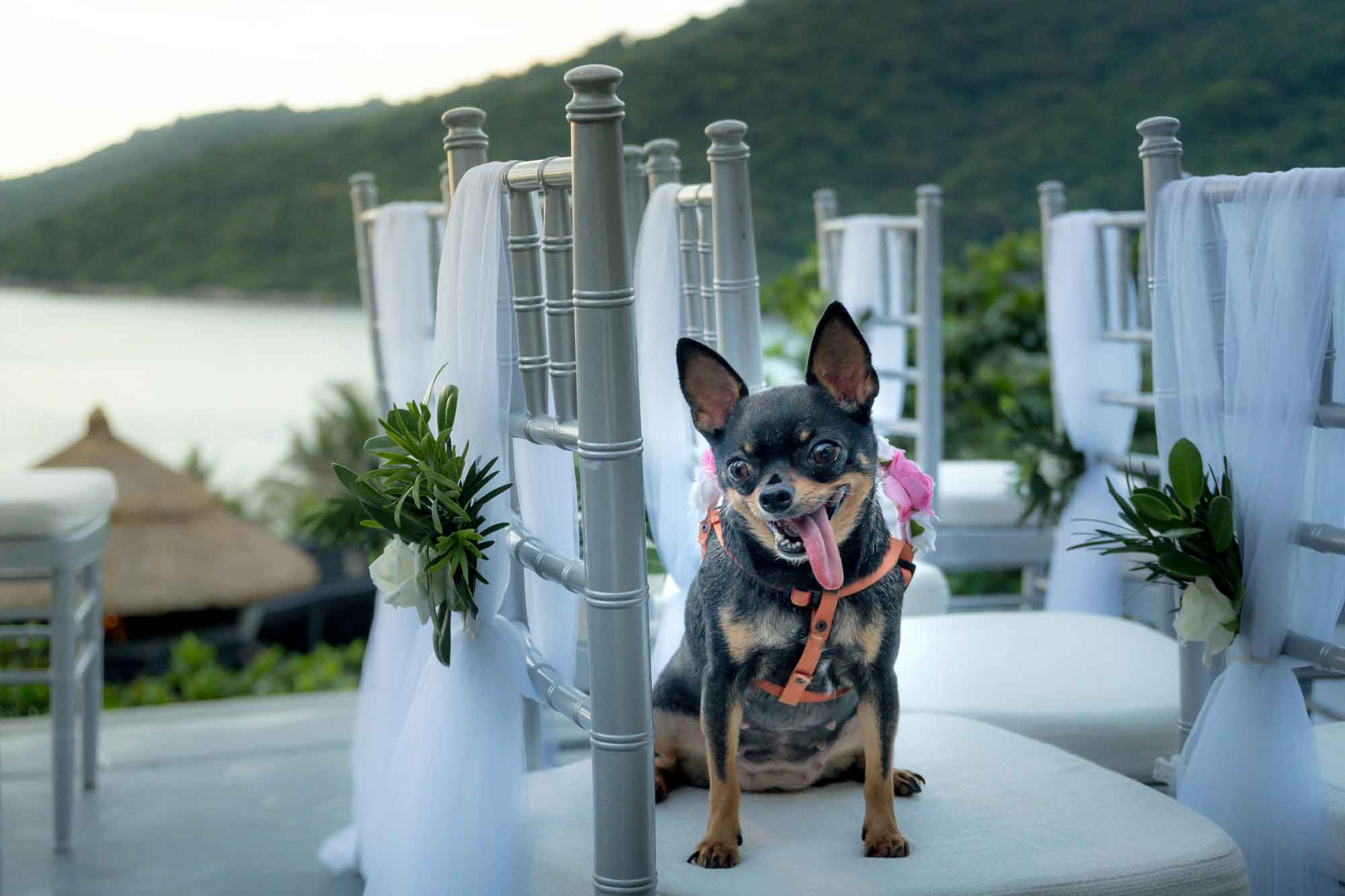 small dog sitting on seat outdoor wedding
