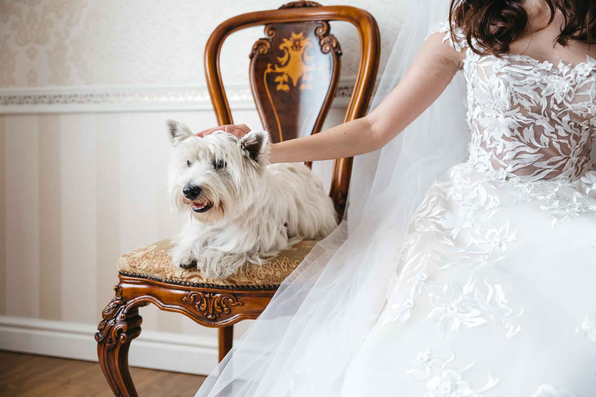 bride with small white terrier sitting on chair
