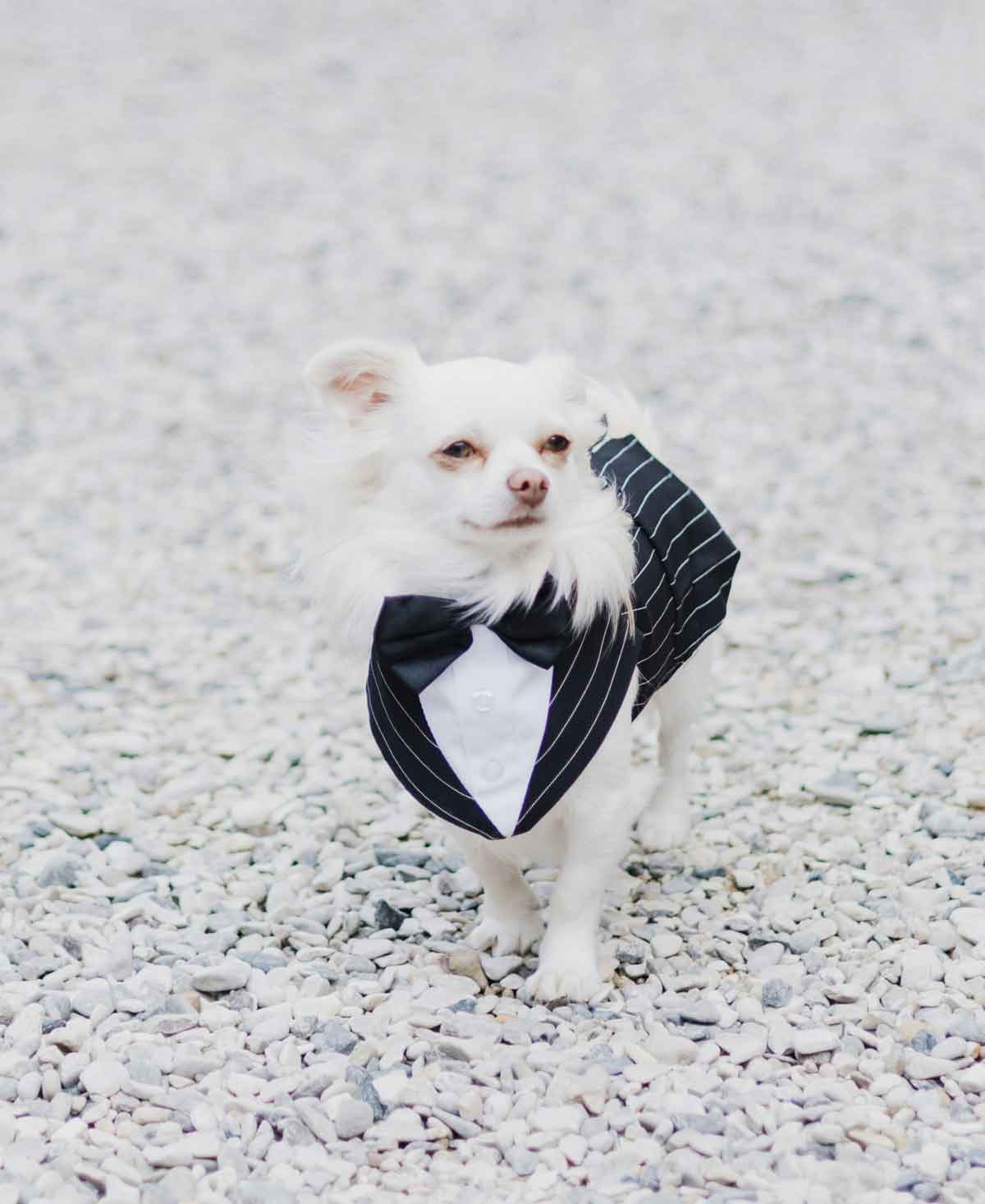 white fluffy dog wearing wedding tuxedo