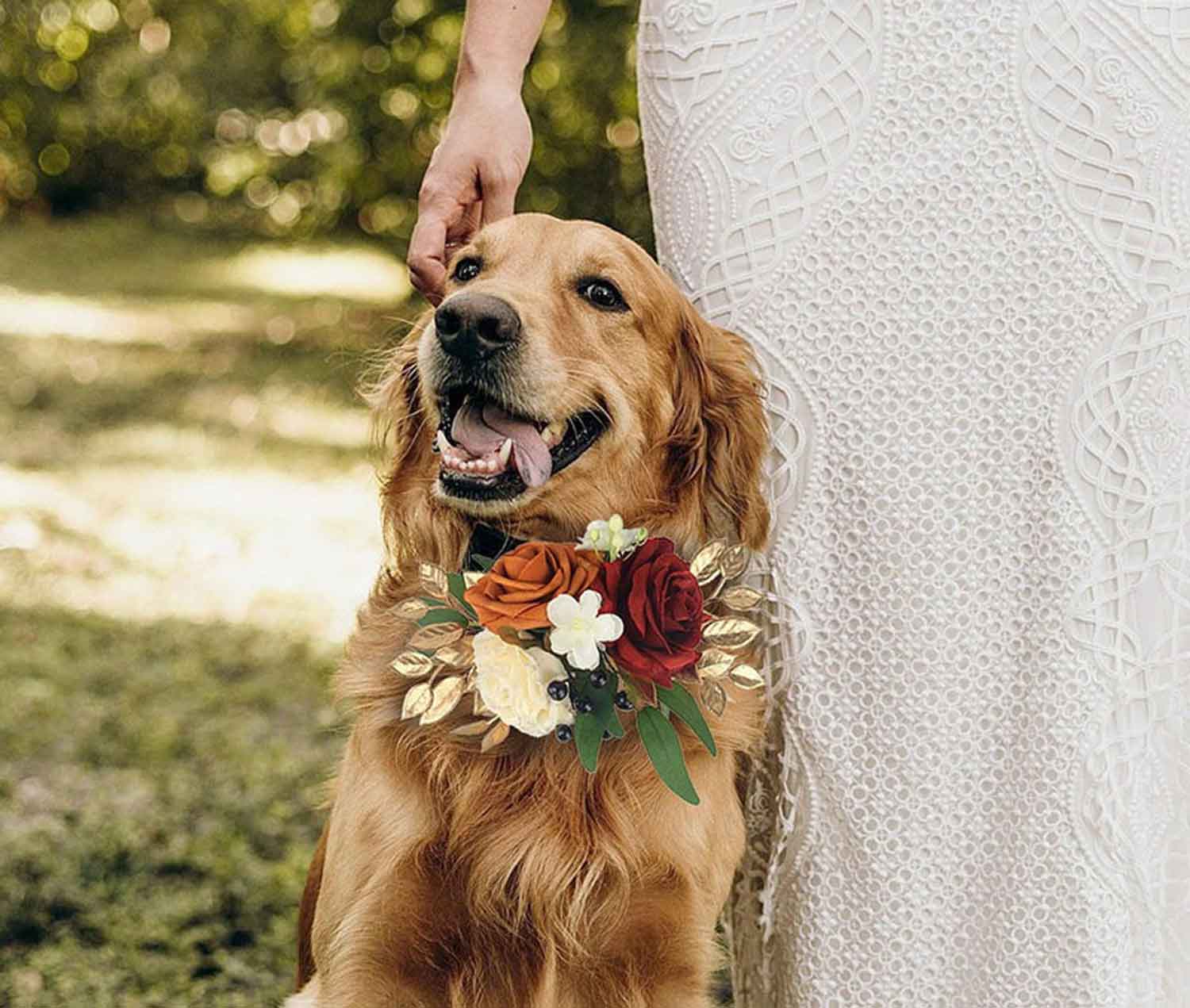 Wedding attire for dogs: How to balance style, comfort and safety