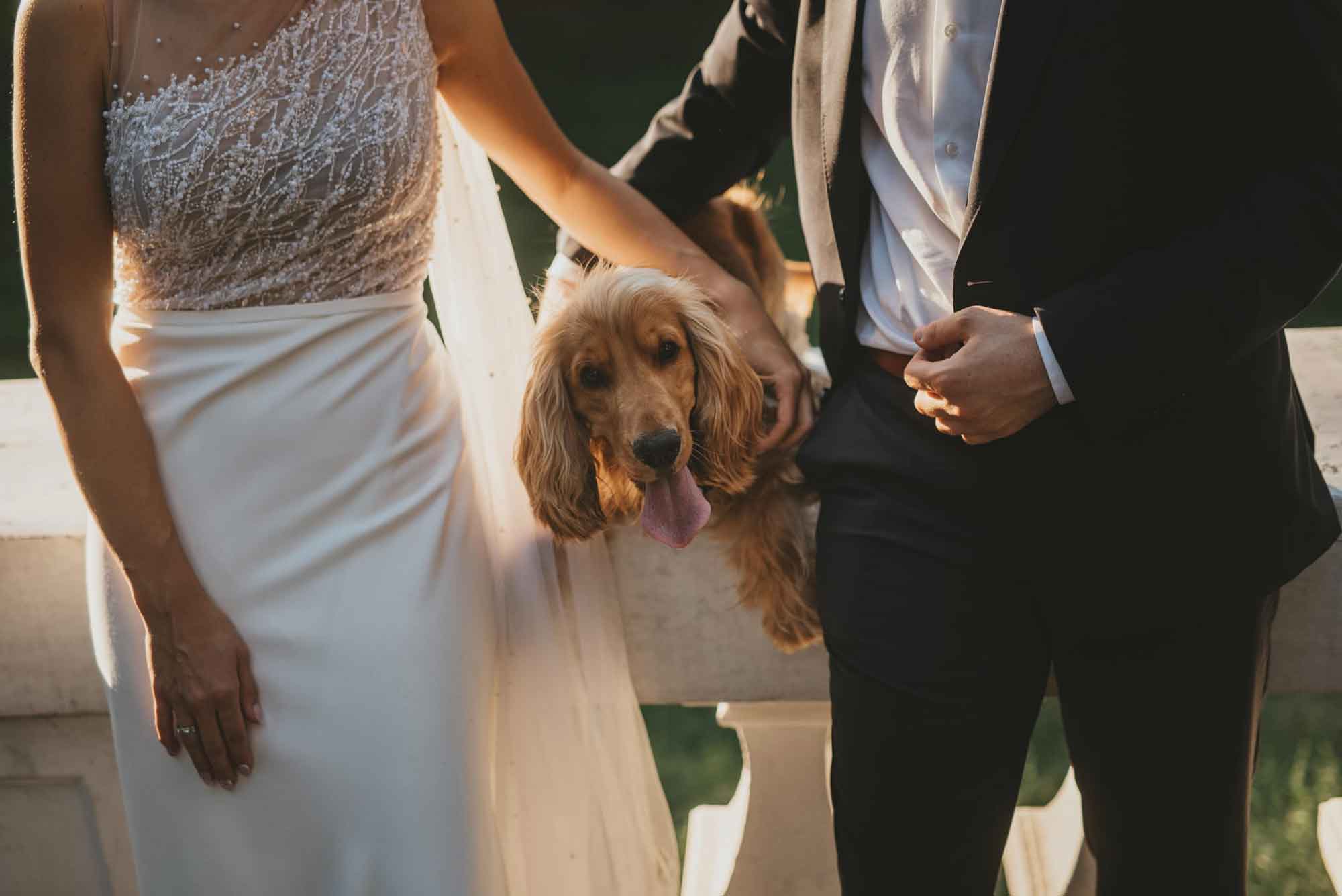 wedding day bride groom dog
