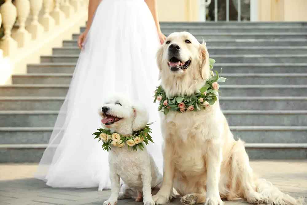 Two dogs wearing floral garlands in front of bride