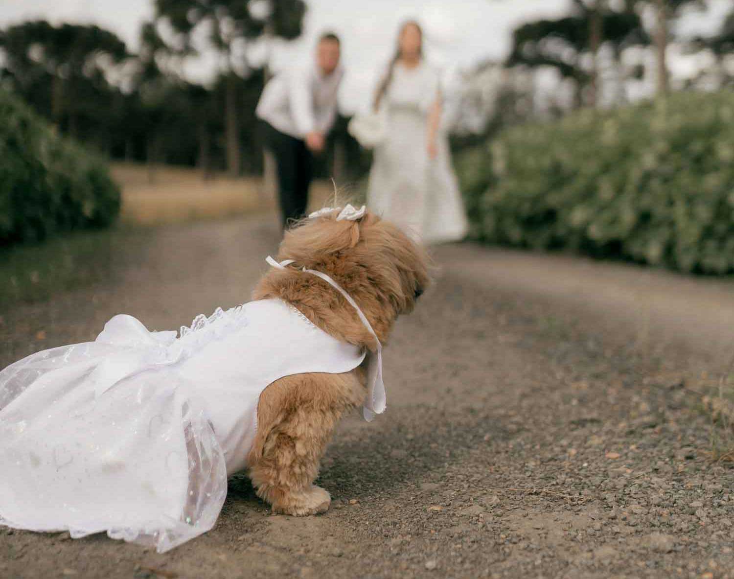 Dog in wedding party dog of honour