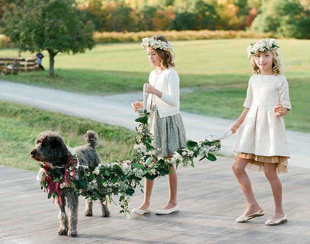 Dog in wedding party flower dog