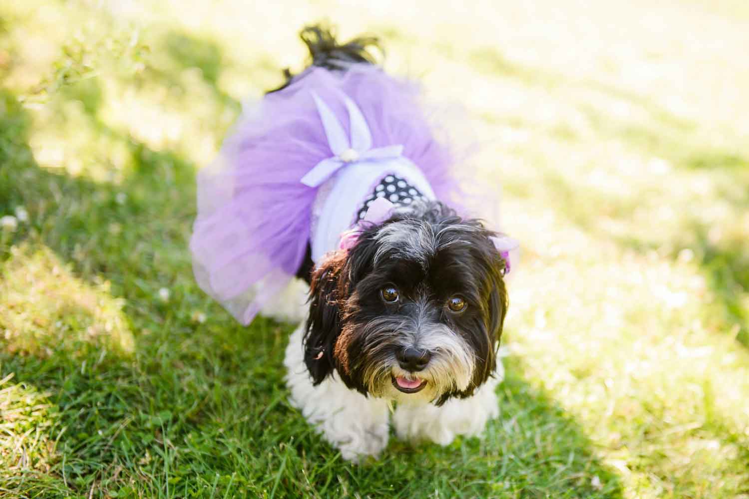 Everything you need to know about having a dog in your wedding party