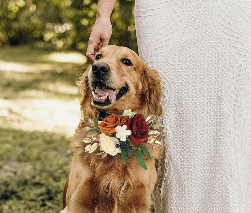 Classic Black Bow Tie Collar