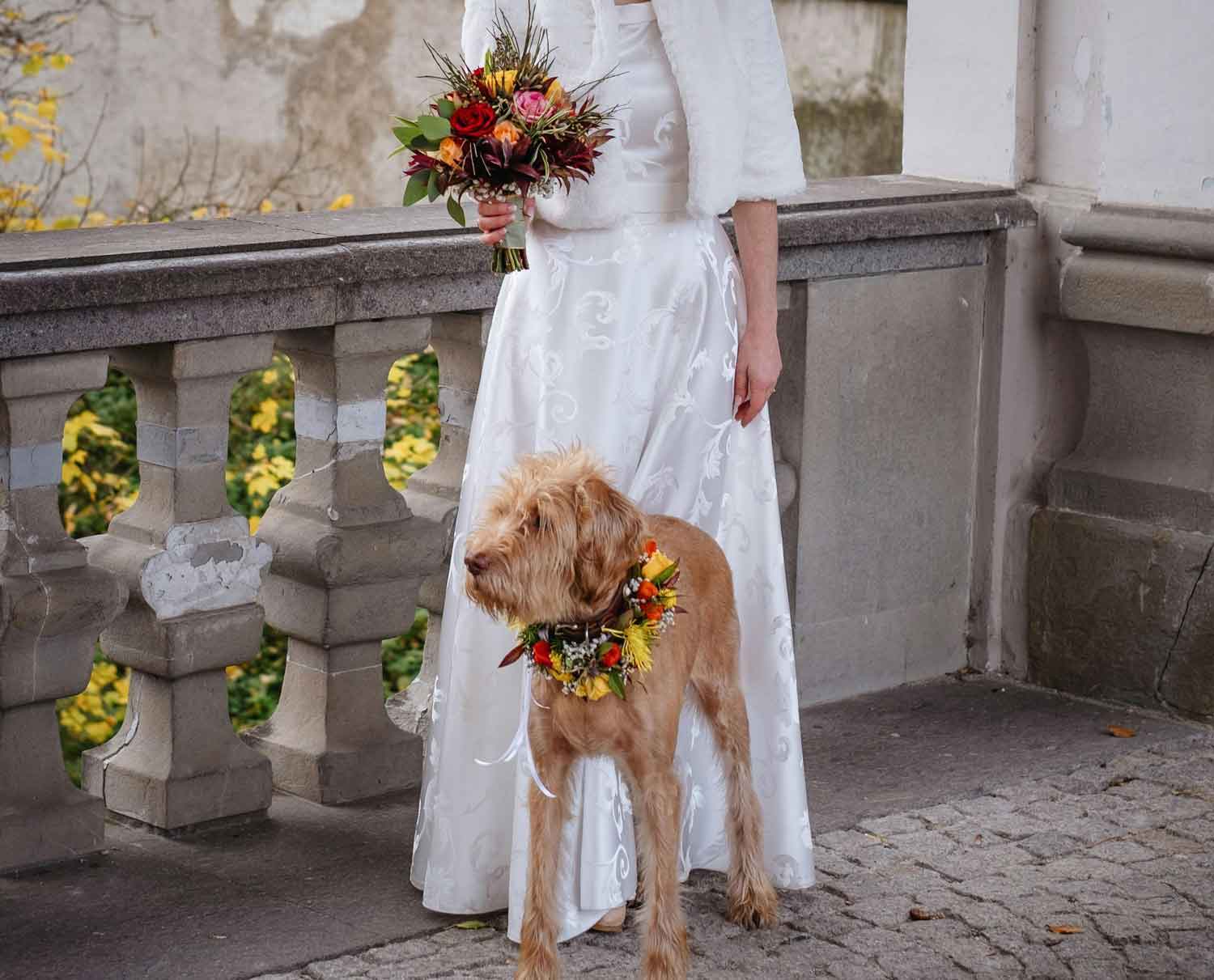 brown dog wearing floral collar with bride at wedding