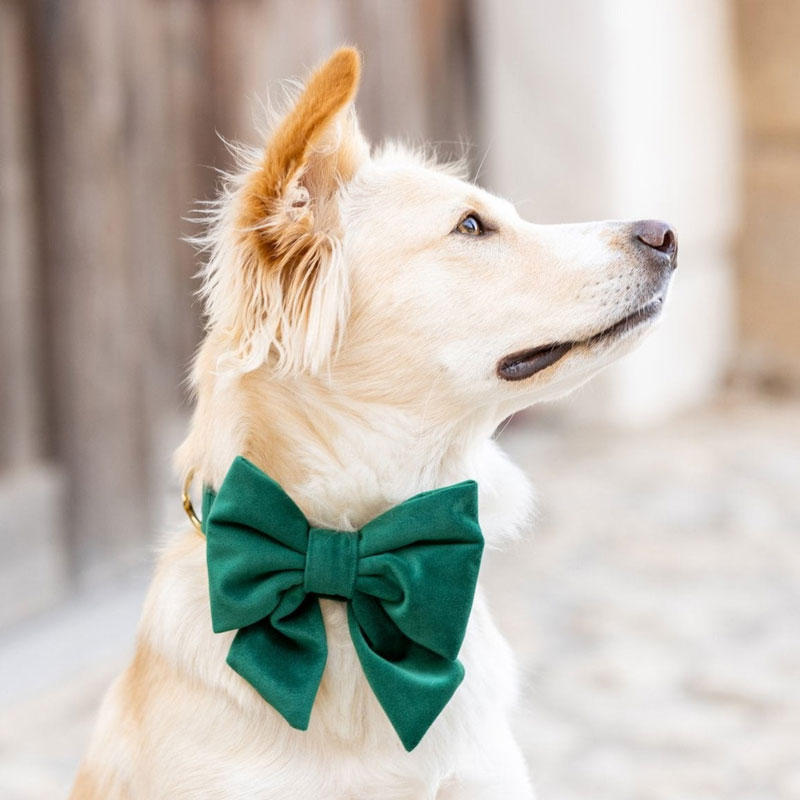 Classic Black Bow Tie Collar