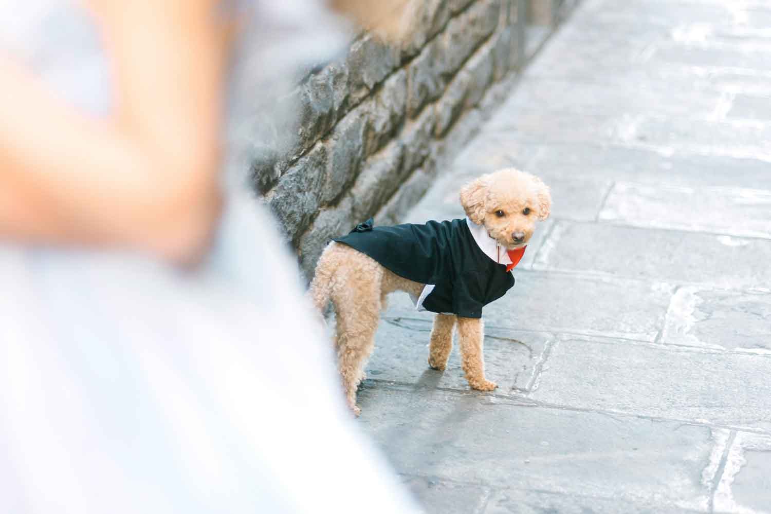 perfect wedding outfit for your dog