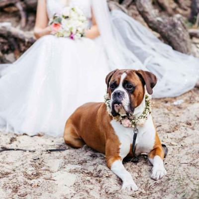 Big Dog Wearing Flower Collar Sitting With Bride At Beach