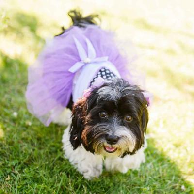 Black And White Dog Wearing Purple Wedding Dress