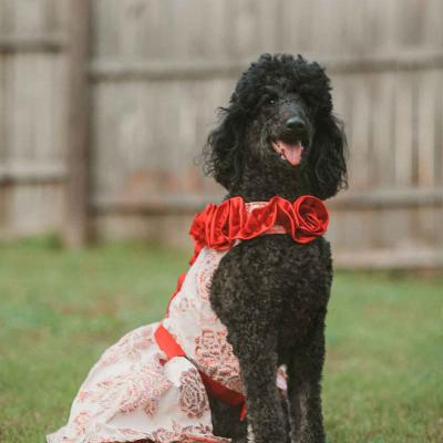 Black Poodle Wearing Red Wedding Outfit