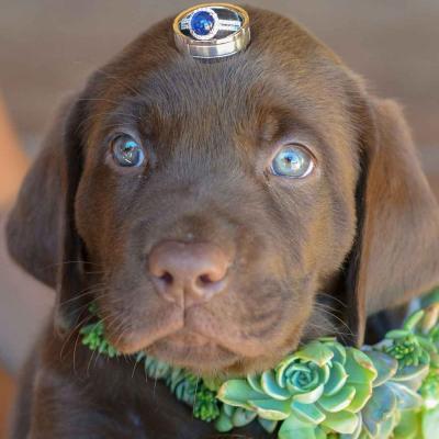Brown Dog Wearing Green Succulent Wedding Garland