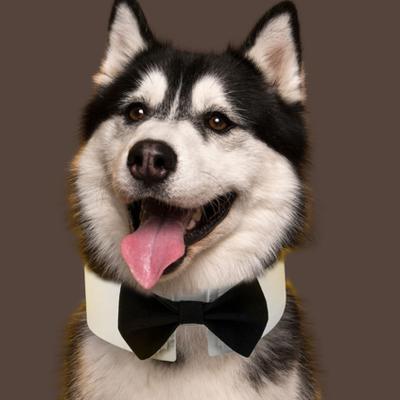 Classic Black Bow Tie Collar