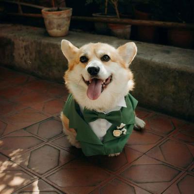Corgi Wearing Green Bow Tie And Tuxedo