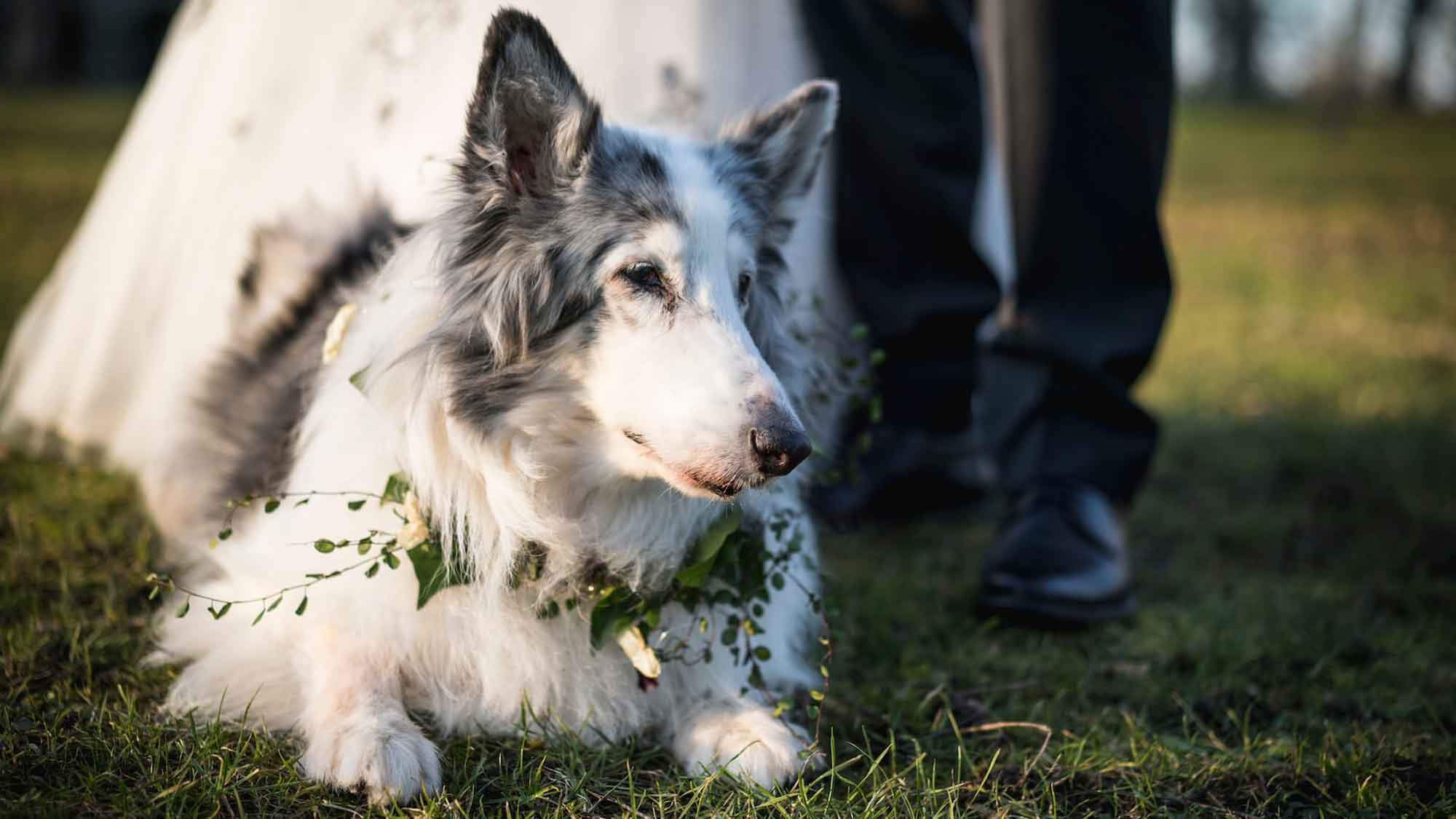 dog sitting on grass with bride and groom at wedding