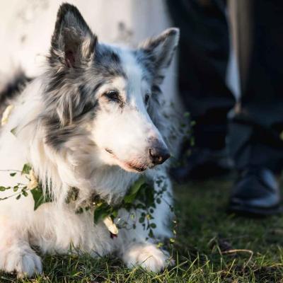 Dog Sitting On Grass With Bride And Groom At Wedding