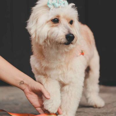 Dog Wearing Blue Bows For Wedding