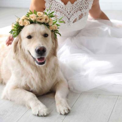 Dog Wearing Flower Crown Wedding Day