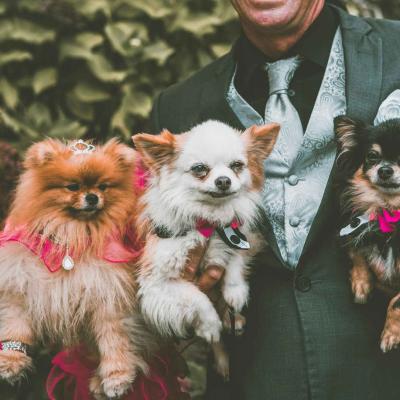 Groom Holding Three Small Dogs Wedding Day