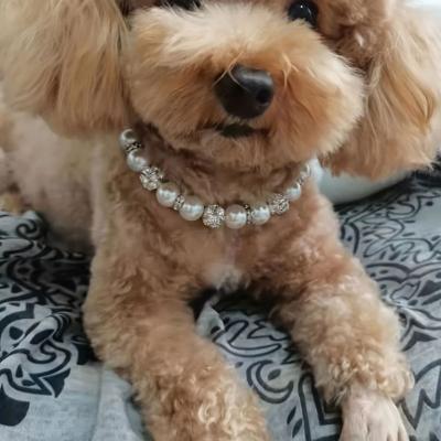 Pearl Embellished Collar