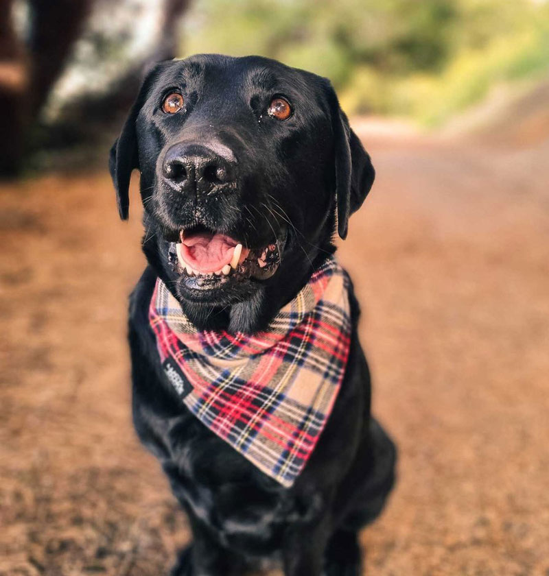 plaid check bandana
