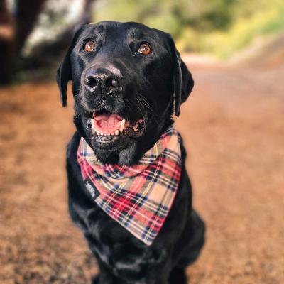 Plaid Check Bandana