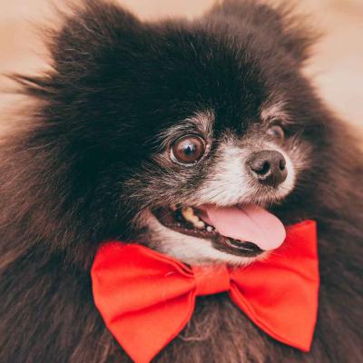 Small Black Dog Wearing Red Bow Tie