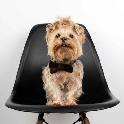 Small Brown Dog Wearing Black Bow Tie