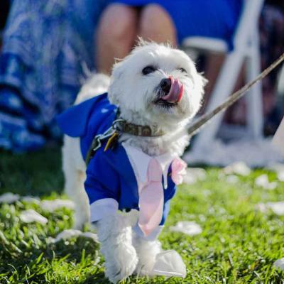 Small White Dog Wearing Wedding Tuxedo