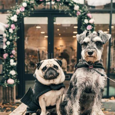 Two Dogs In Costume In Front Of Wedding Arch