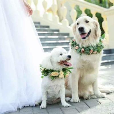 Two Dogs Wearing Floral Garlands With Bride At Wedding