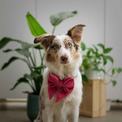 White And Brown Dog Wearing Large Wedding Bow Tie