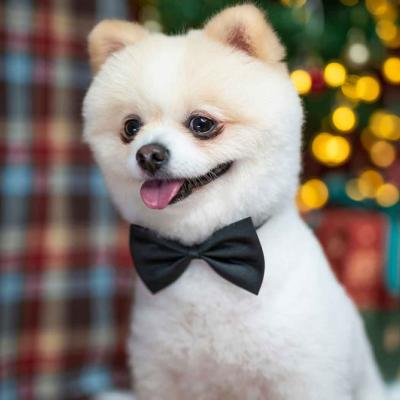 White Fluffy Dog Wearing Black Bow Tie
