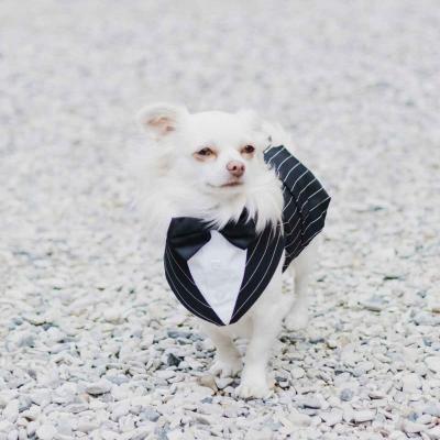 White Fluffy Dog Wearing Pinstripe Tuxedo Outfit