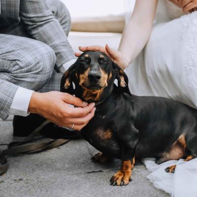 Bride And Groom Kneeling With Their Dog On Wedding Day